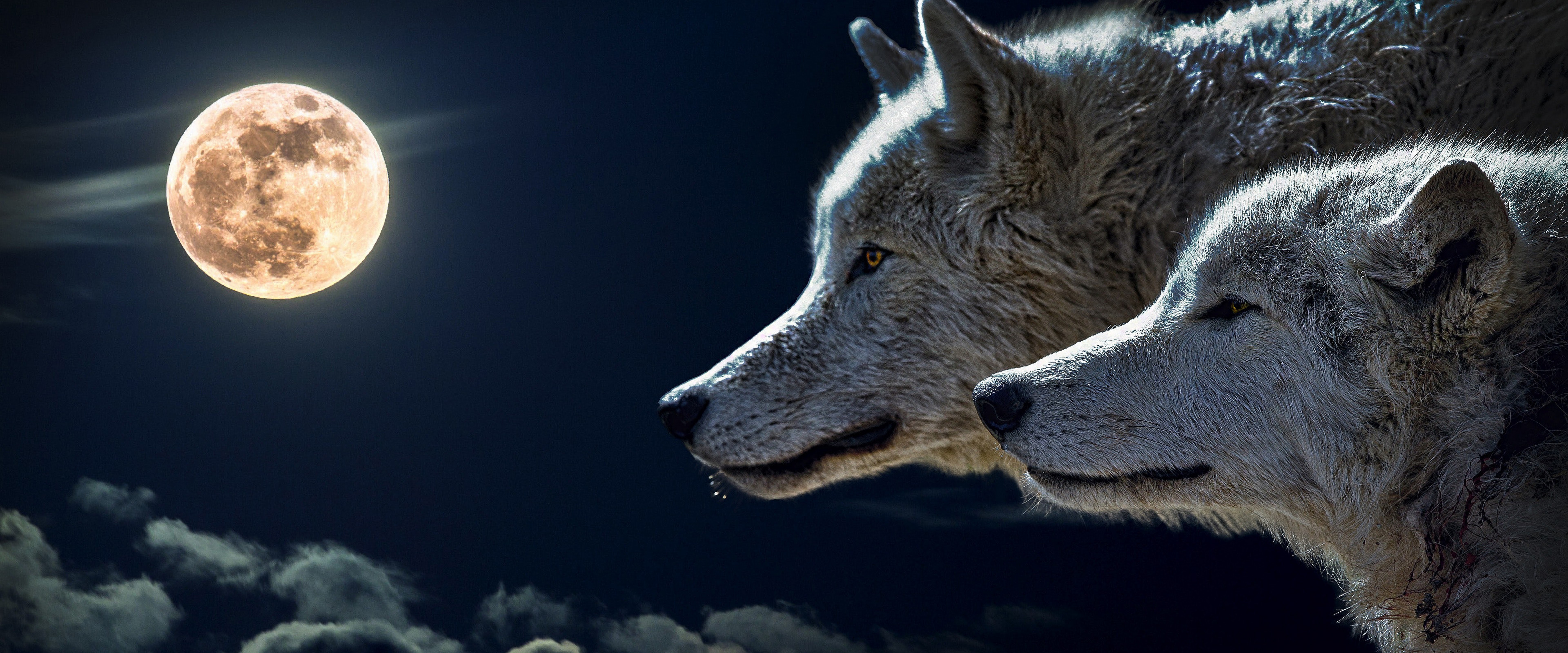 Красивые обои волки. Волк и волчица. Красивый волк. Волк и Луна. Изображение волка.