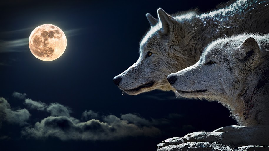 Wolf, 4K, 3840x2160, #14 Wallpaper