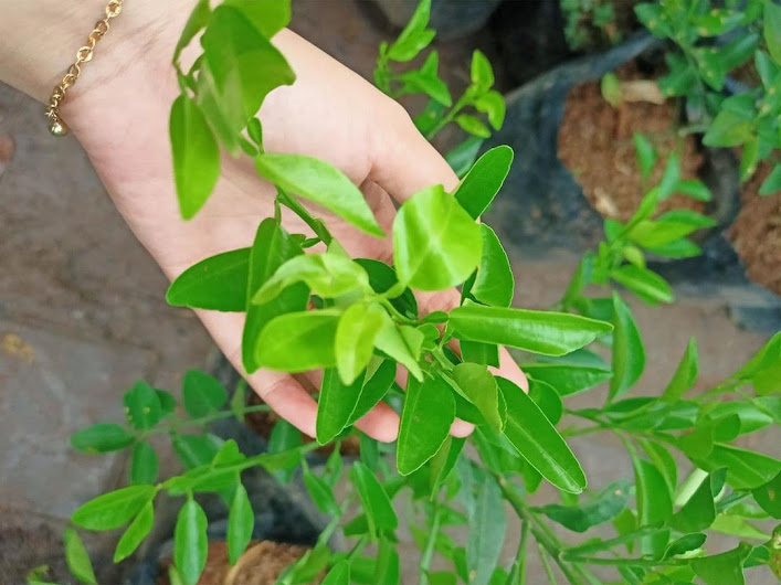 BIBIT tanaman pohon buah JERUK NIPIS limo limau keep nagami songkit sonkit purut santang madu Sumatra Barat