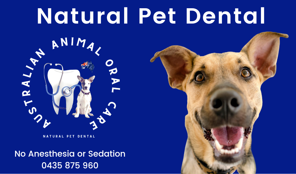 Dog Teeth Cleaning Anesthesia Free Dental Cleaning