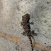 Como as lagartixas conseguem subir nas paredes e por que elas não caem?
