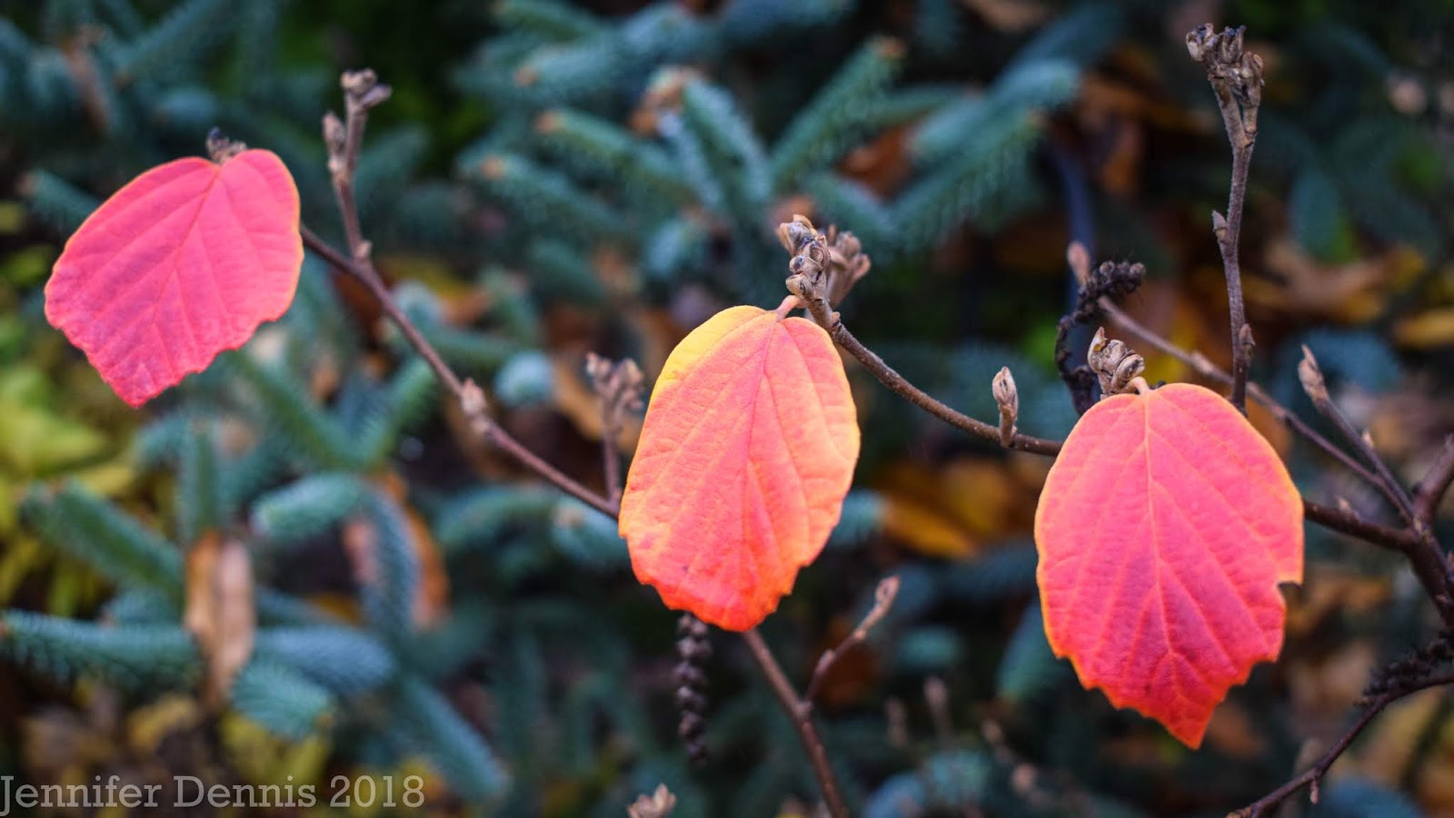 Autumn Color