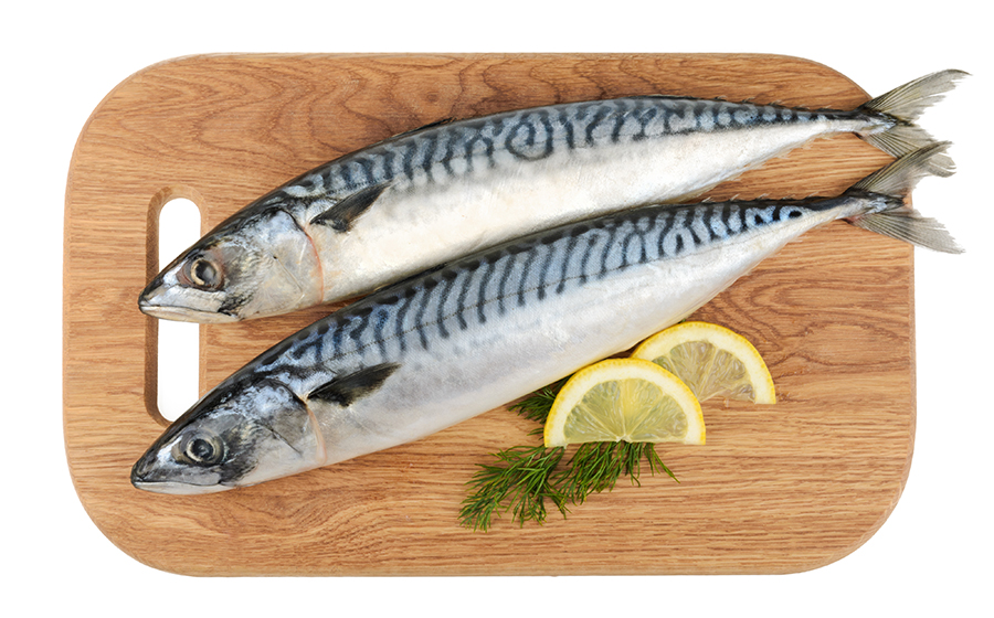 mackerel fish mackerel fish