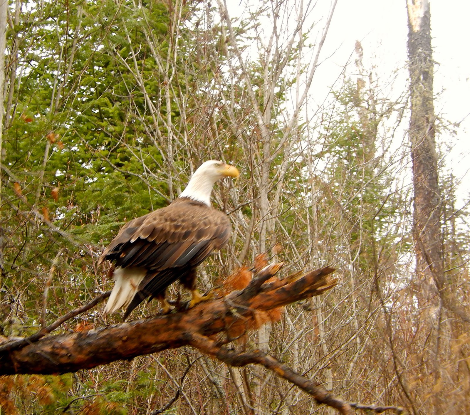 The View from Southwest Station Wounded Eagle