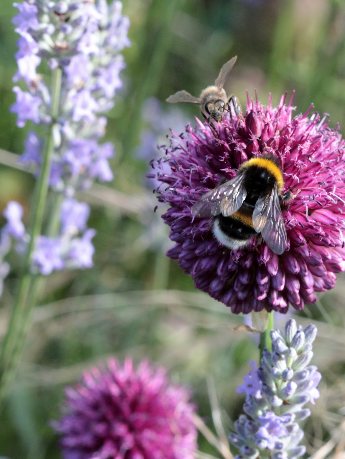 Chateau Moorhen..... goes south! July 2012