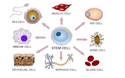 WHAT ARE STEM CELLS AND THEIR USE IN STEM CELL THERAPY? (#biochemistry)(#ipumusings)(#genetics)(#biotechnology)