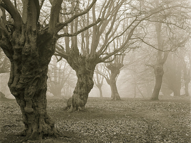 Conoce estos bosques encantados alrededor del mundo