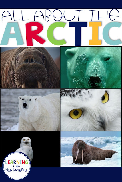 Learning ALL ABOUT the ARCTIC will be a student favorite in your kindergarten, first grade, or preschool classroom. As part of our unit studies these lesson plans guide you through science experiments, book connections, animal research activities, and writing prompts to make the most of your investigations into the arctic region, polar bears, snowy owls, walruses and more!