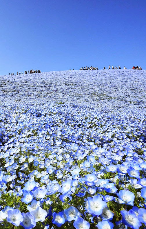 The Hitashi Seaside park has become widely known for these baby-blue-eyes, attracting so many tourists that photographers have to photoshop them out of the fields, as it is impossible to take a 