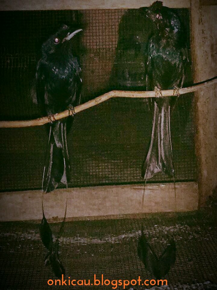 Ciri Ciri Perbedaan Burung Srigunting Krantil Jantan Dan Betina