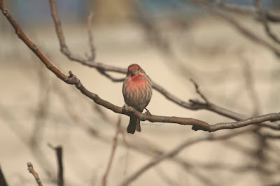 This photo features a male house finch perched on the branches of an Ailanthus tree. A web-page re this bird describes this bird type by saying, “ House Finch males are more orangey-red with color equally bright on crown, throat, and breast. Red color is mostly restricted to head and upper chest, contrasting with cold gray-brown nape, back, and wings. Pale sides show distinct brown streaks, lacking red tones. Females lack bold face pattern and have more diffuse patterning overall. Often sings loudly in neighborhoods and visits feeders.” House finches have a backstory in volume one of my book series, “Words In Our Beak,” where I describe how they were nearly wiped off the Eastern seaboard due to issues with their eyesight. Info re my books is in another post on my blog @  https://www.thelastleafgardener.com/2018/10/one-sheet-book-series-info.html