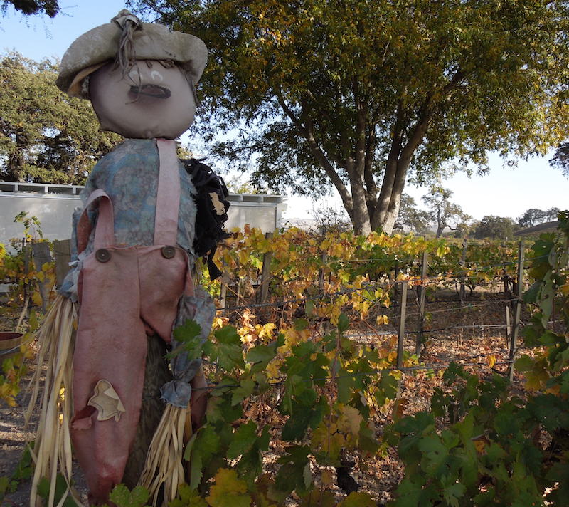 Guardian of the Vineyard, Peachy Canyon, 2013, ©B. Radisavljevic Looking Back at Peachy Canyon Tasting Room, 2013