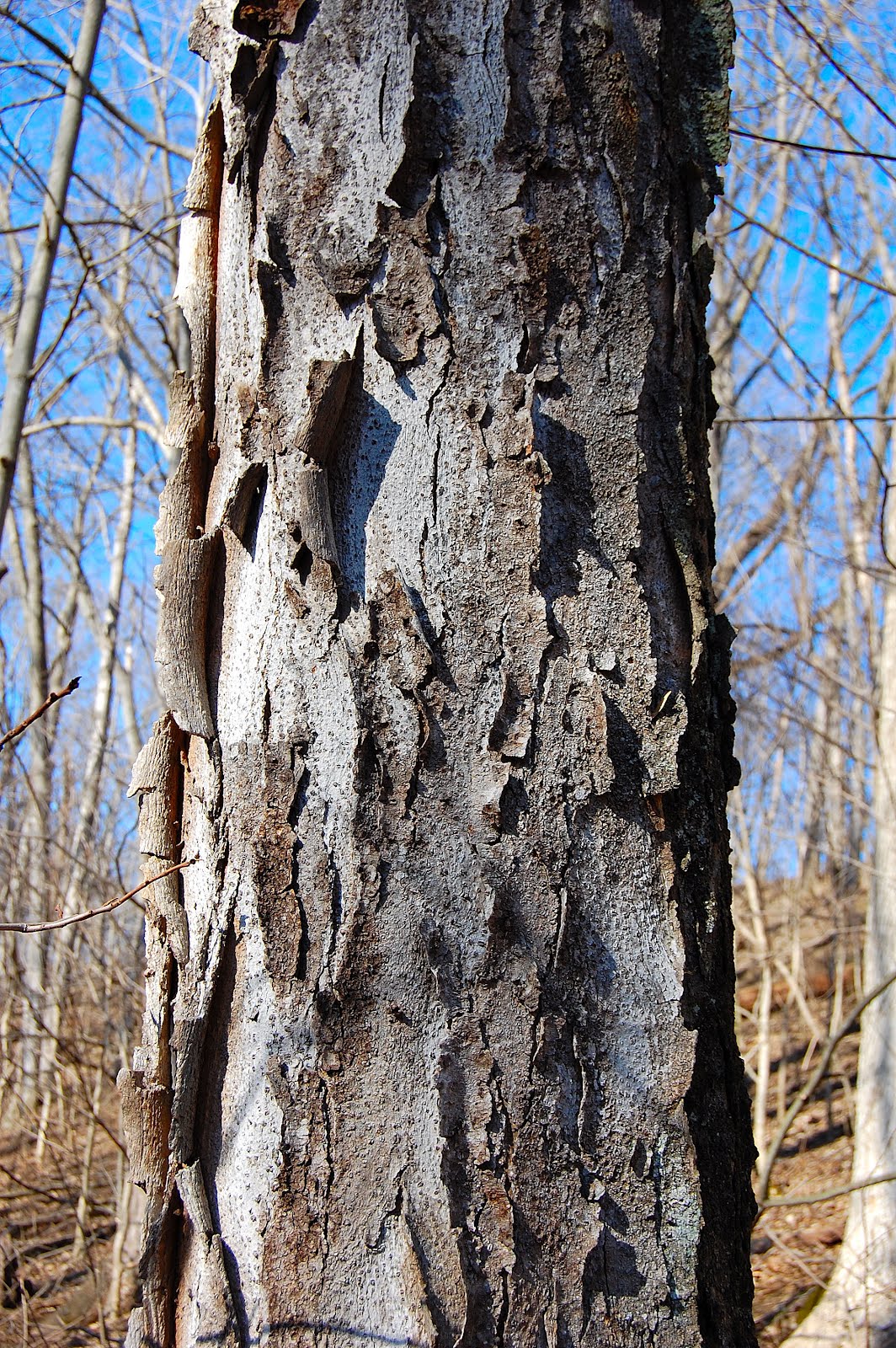 Get Your Botany On! Plant Quiz Solved! Tree Bark Gleditsia triacanthos