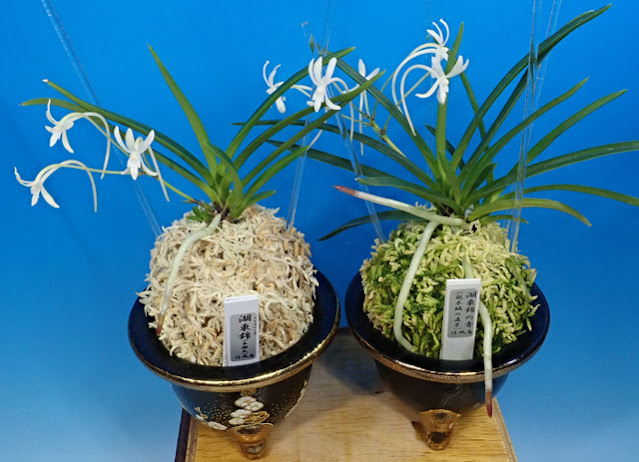 湖東錦の花」を見せて！』「湖東錦の花」と「絵はがき」と「福四・福六