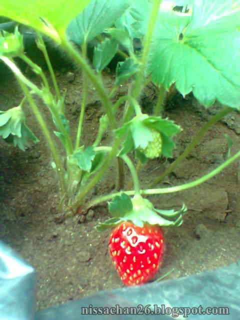 Terbaik Dari Tanaman Stroberi Berkembang Biak Dengan Cara Bunga Hias