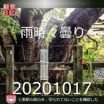 20201017。七里駅の桜の木。切られてないことを確認した。