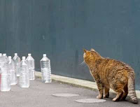 Kenapa Kucing Takut dengan Air Di dalam Botol