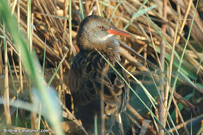 Rascón europeo (Rallus aquaticus)