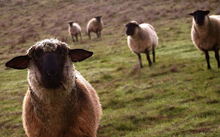 Hd achtergrond met schapen in het gras