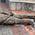 Estátua do paraibano Ariano Suassuna é alvo de vandalismo no Recife