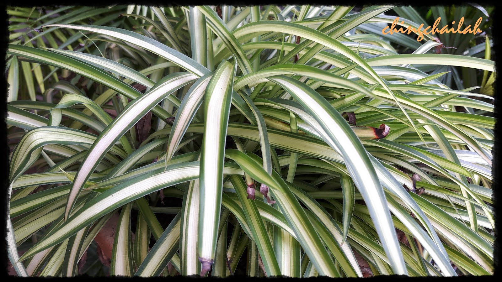 Plant with white stripes
