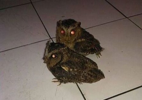 Kisaran Harga Terbaru Semua Jenis Anak Burung Hantu Saat Ini 2017
