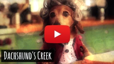 Watch how these bunch of tiny dogs from the Dachshund's breed recreate the magic of 90's Dawson's Creek TV show remake via geniushowto.blogspot.com cute dog spoof videos