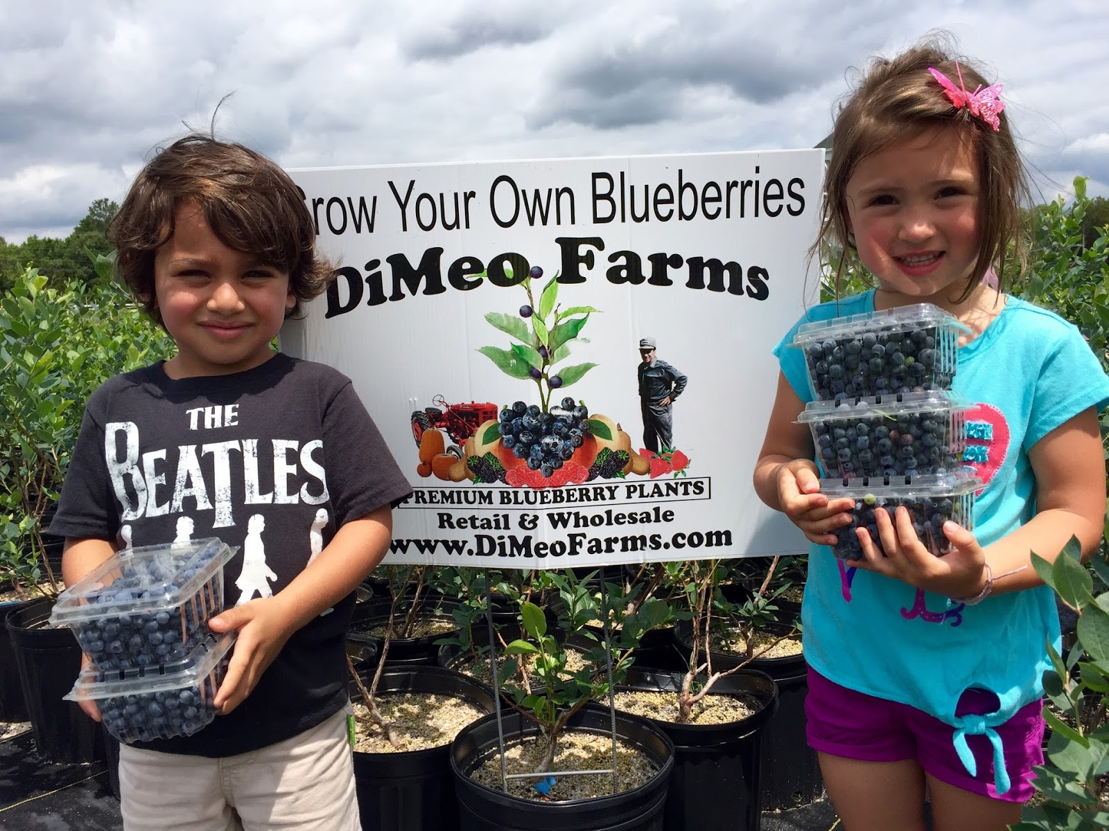Large Blueberry Plants For Dimeo Farms Bush Large Blueberry Plants For Dimeo