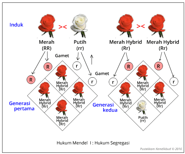 Hukum Mendel 1 Dan 2 Genetika