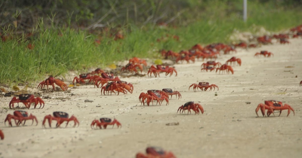 V-mail: Red crab migration