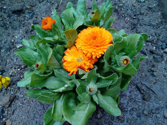 Caléndula (Calendula officinalis L.).