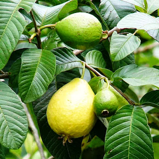 How to Starting a Guava Farming Business