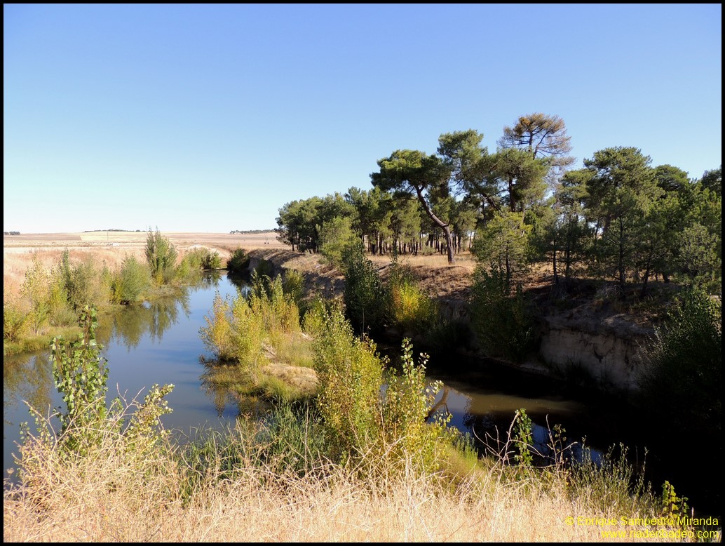 Ría de Ribadeo Día de las aves en Aldeaseca (Ávila)