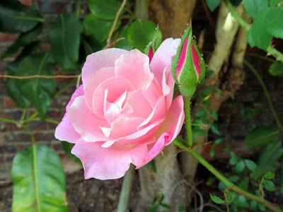 Pink Rose Photo by @tinarobmorley