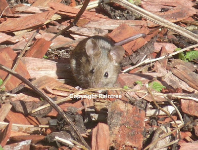 Mouse By Raintree Annie