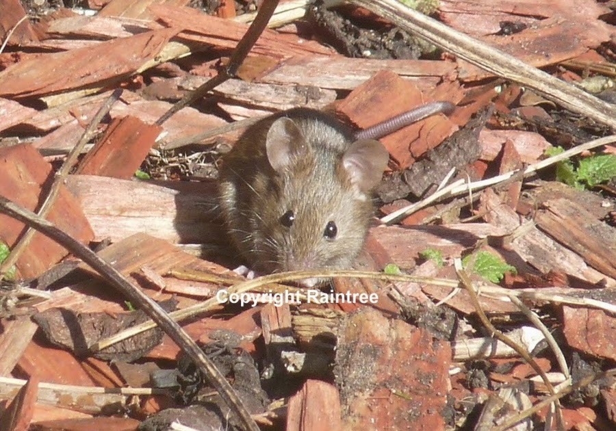 How To Mouse Proof Your Home Reviewed