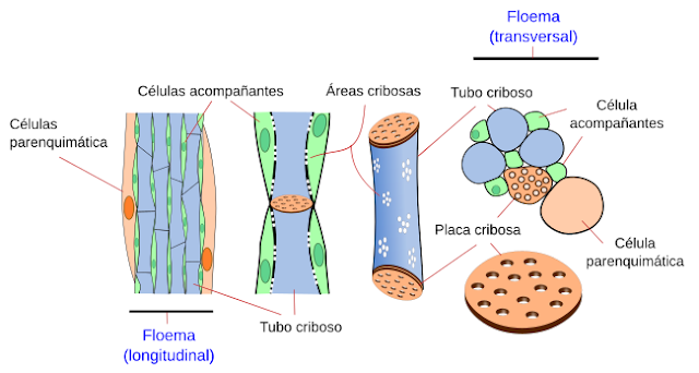 Organización y ultraestructura de los tejidos vasculares del floema secundario