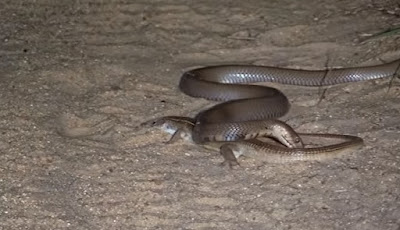 Ular kobra vs kadal