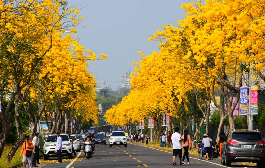 Amazing golden trumpet trees blossoms in southern Taiwan's Chiayi
