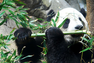 Aquellos algoritmos de Google: Qué hacíamos para evitar al Panda 3