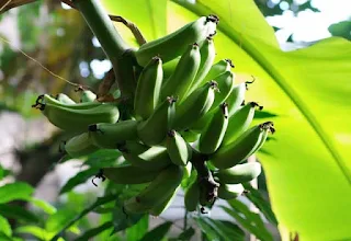 Green bananas growing on African soil