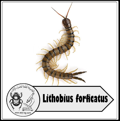 مئوية الأرجل ( أم أربعة وأربعين – الحريشة) Centipede