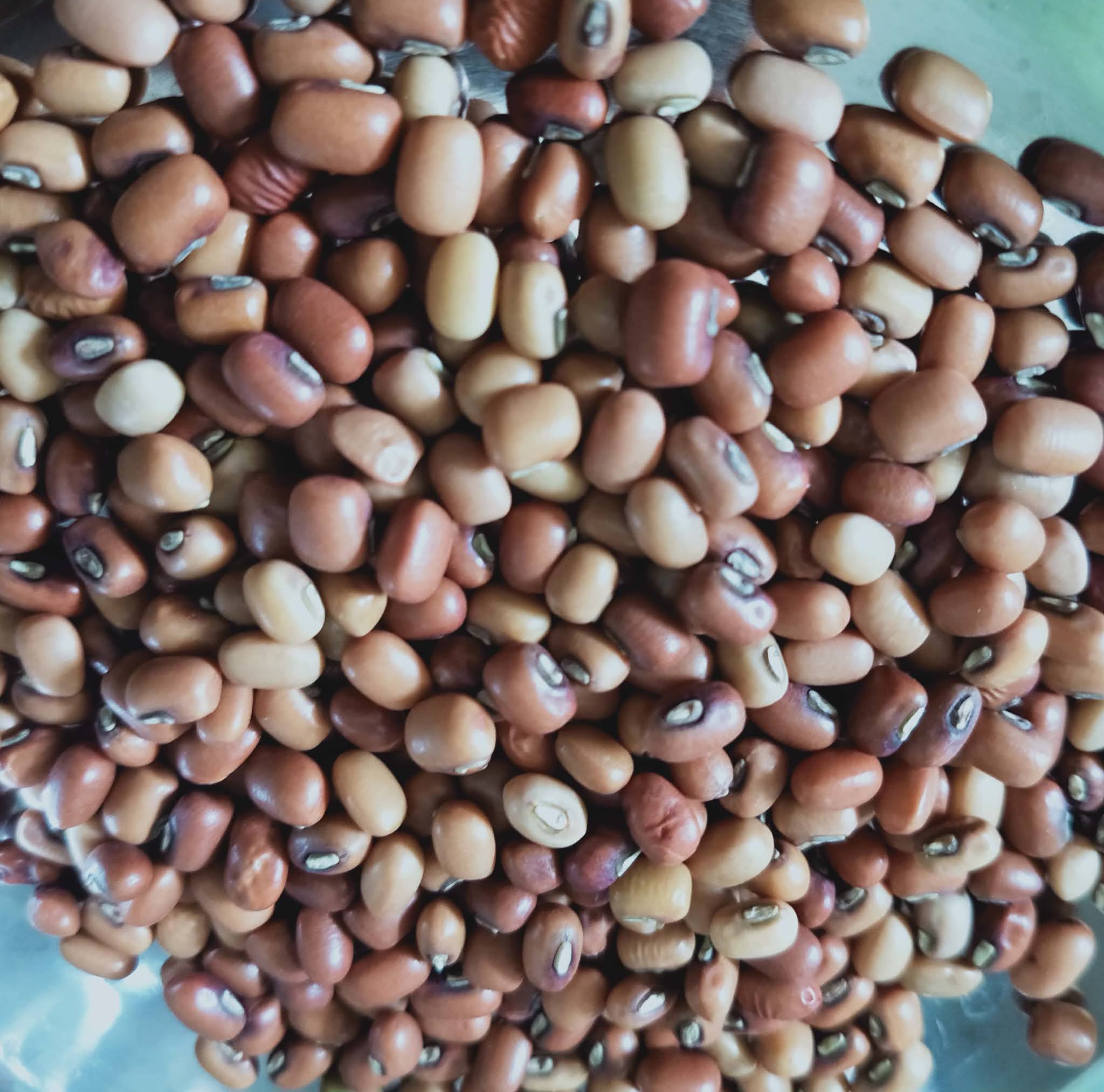 Alasande Kalu know about kannada and Karnataka: Beans, Pulses in kannada and English