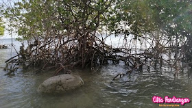 Hunting Photo Pantai Tanjung Setumu Hingga Citywalk Kijang Hunting Photo Pantai Tanjung Setumu Hingga Citywalk Kijang