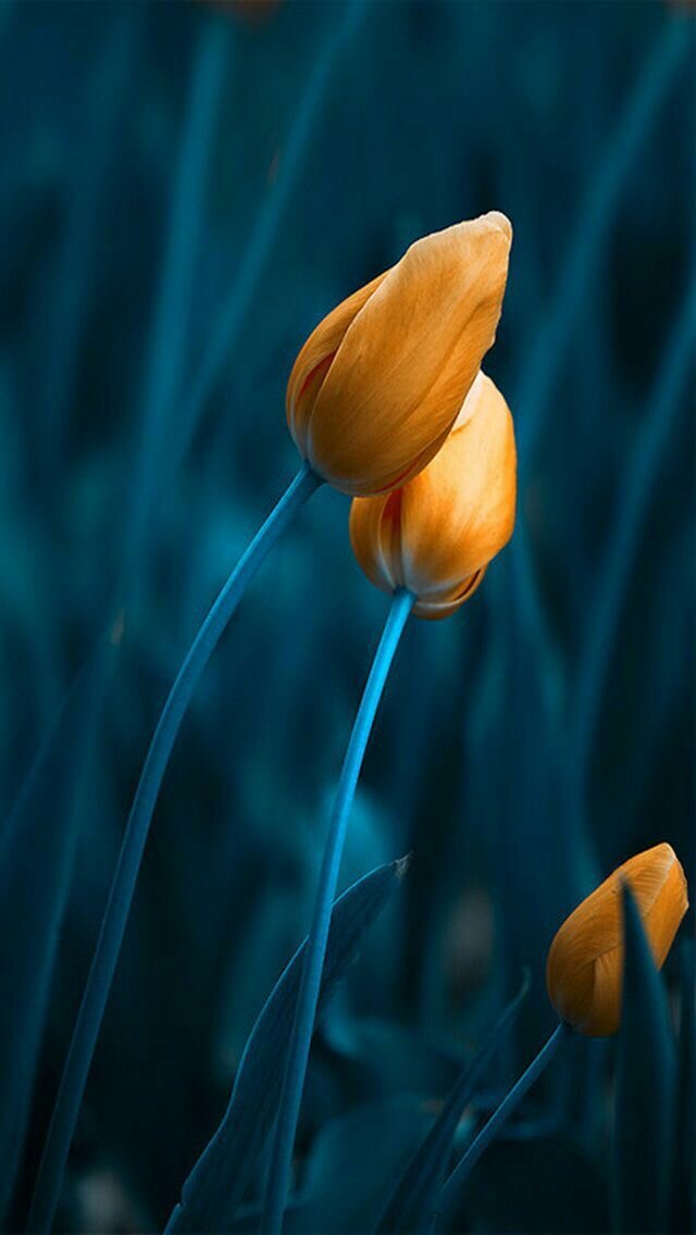 Popüler Telefon Duvar Kağıtları 3