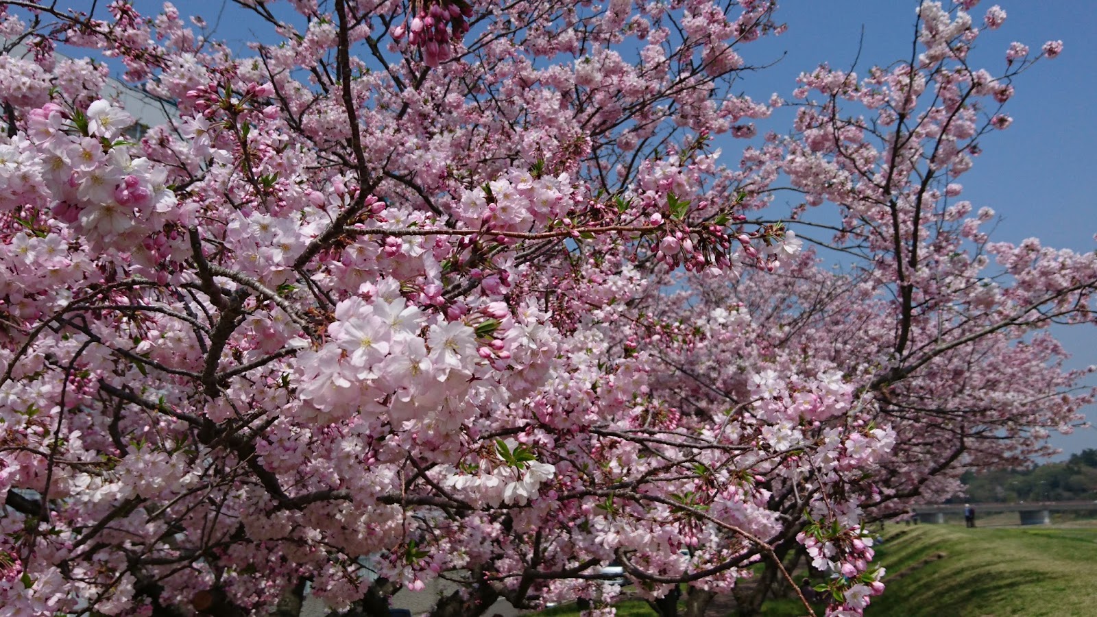katsujiro ueno Melihat dari dekat bunga Sakura  yang 