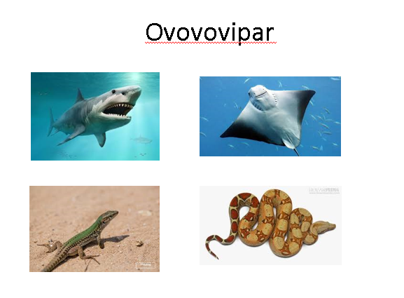 Pasangan hewan yang berkembang biak secara ovovivipar adalah