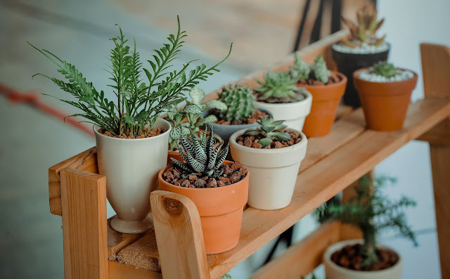 Best Indoor Plants For Low Light And Clean Air On Display
