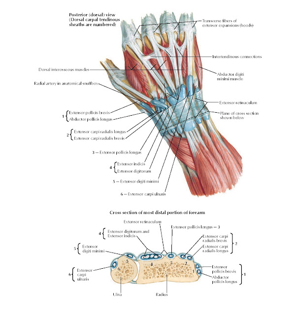 Extensor Tendons at Wrist Anatomy