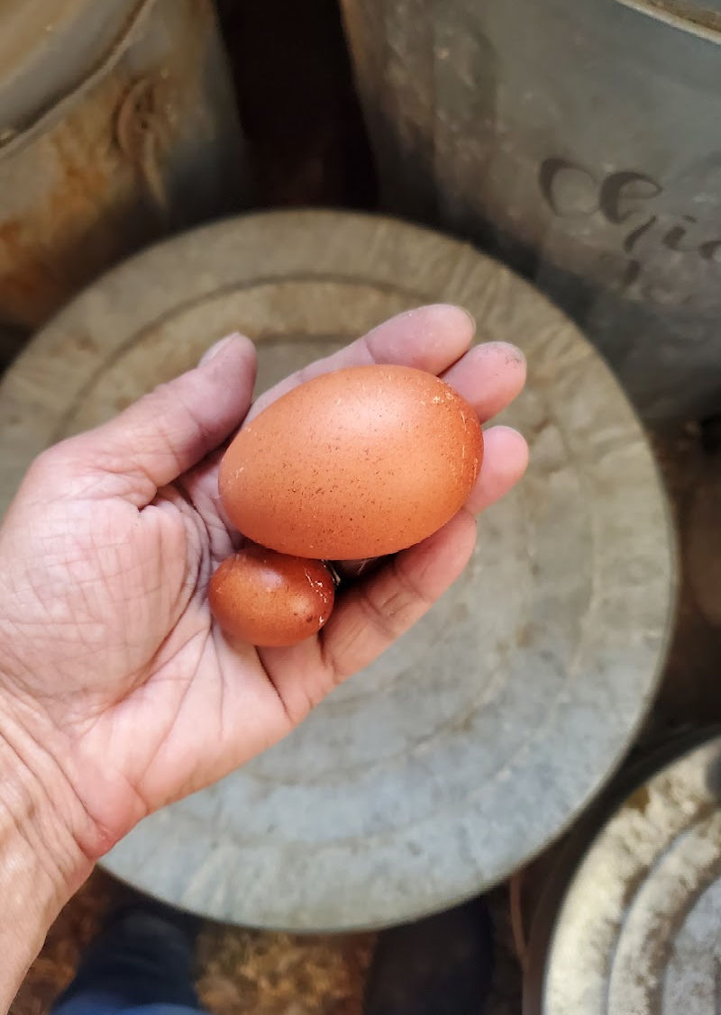 What are Fairy Eggs and Why Do Chickens Lay Them? - Fresh Eggs Daily® with  Lisa Steele
